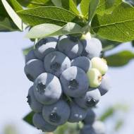 Саженец Голубика Торо в контейнере